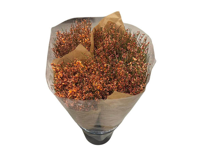 Ginster Orange – Gefärbter Schnittginster – 70cm Stiellänge – 25 Stiele Bundware für Floristik & Dekoration