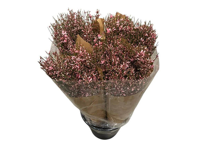Ginster Rosa – Gefärbter Schnittginster – 70cm Stiellänge – 25 Stiele Bundware für Floristik & Dekoration
