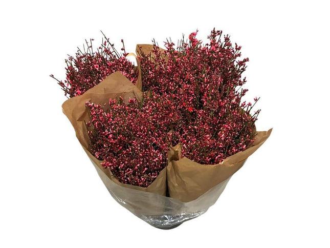 Ginster Rot – Gefärbter Schnittginster – 70cm Stiellänge – 25 Stiele Bundware für Floristik & Dekoration