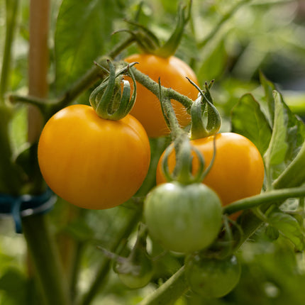 Goldene Königin - Tomatensamen - Historische Sorte