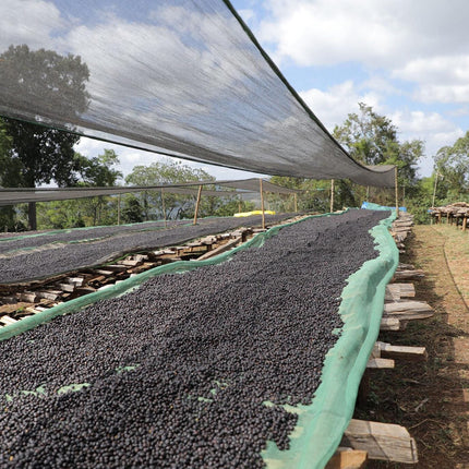 EA Decaf - Syoum Family - Guji Natural