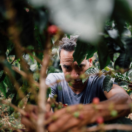 Filter Coffee - Jorge Vásquez - Catuai Natural