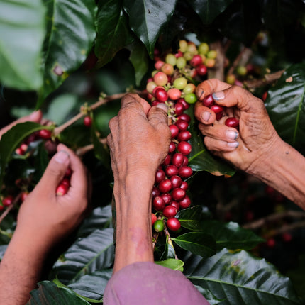 Espresso - Silvio Sánchez - Catuai Natural