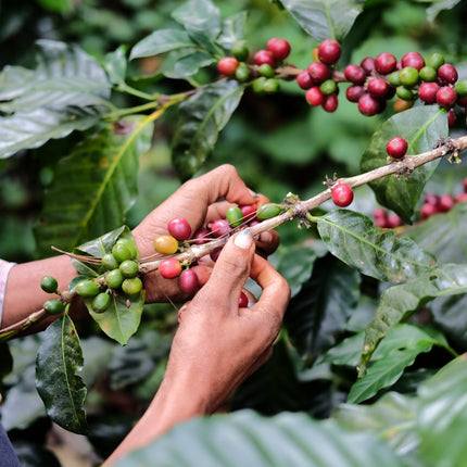 Espresso - Silvio Sánchez - Catuai Natural