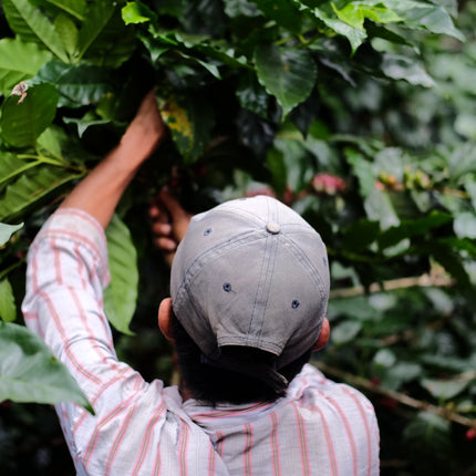 Espresso - Silvio Sánchez - Catuai Natural