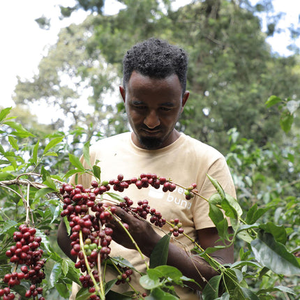 EA Decaf - Syoum Family - Guji Natural