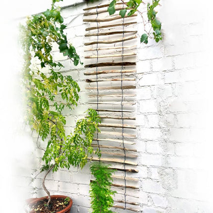 Haselnuss-Rankhilfe - 50x200 cm