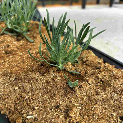 Heumulch Pellets | Gartenmulch