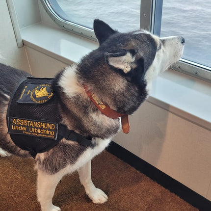 Leder Hundehalsband mit goldfarbener Marke, Gravur Name und Telefon