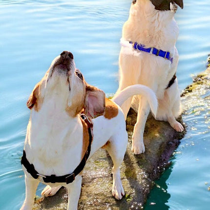 Anti-Stress-Geschirr STURMFREI®, Größe L