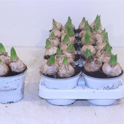 Hyazinthe White Pearl – Hyacinthus orientalis – Weiße Hyazinthe 12cm – 3 Zwiebeln pro Topf – 10 Pflanzen