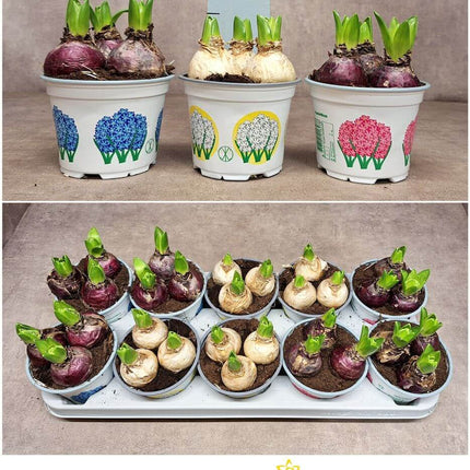 Hyazinthe Gem Mix – Hyacinthus orientalis – 12cm – 3 Zwiebeln pro Topf – 10 Pflanzen