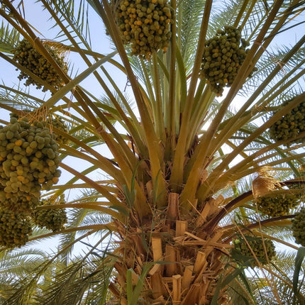 100g Bio Dattel Barhi 'Honigball' mit Stein