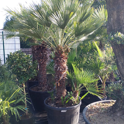 Zwergpalme (Chamaerops humilis)