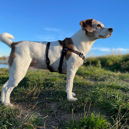 Anti-Stress-Geschirr STURMFREI® Saver für mittlere und große Hunde