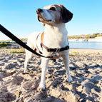 Braun (19 mm - Breite wie Größe S) / STURMFREI® - BioThane® Vorder- und Bauchgurt / Hundeleine Um's Eck 25 mm (POP-Band) (Im Set mit Schwarz ist die Leine Blau)