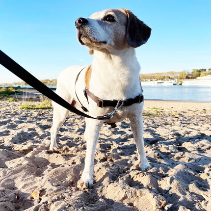 Anti-Stress-Geschirr STURMFREI® Saver für kleine bis mittlere Hunde