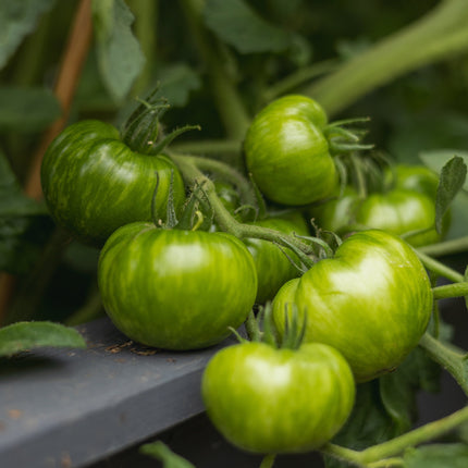 Green Zebra - Tomatensamen