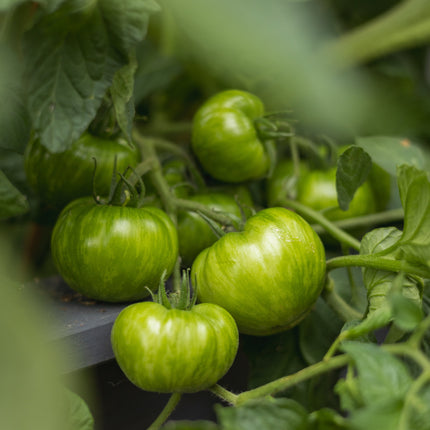 Green Zebra - Tomatensamen