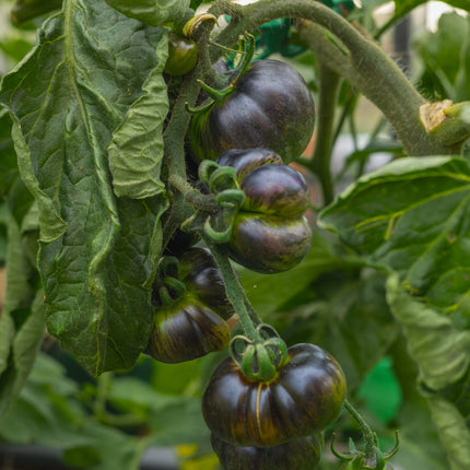 Blue Green Zebra - Tomatensamen