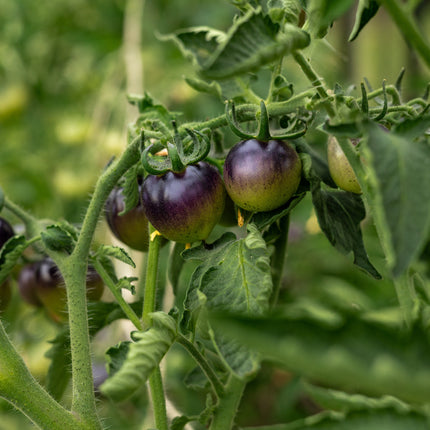 Bosque Blue Bumblebee - Tomatensamen