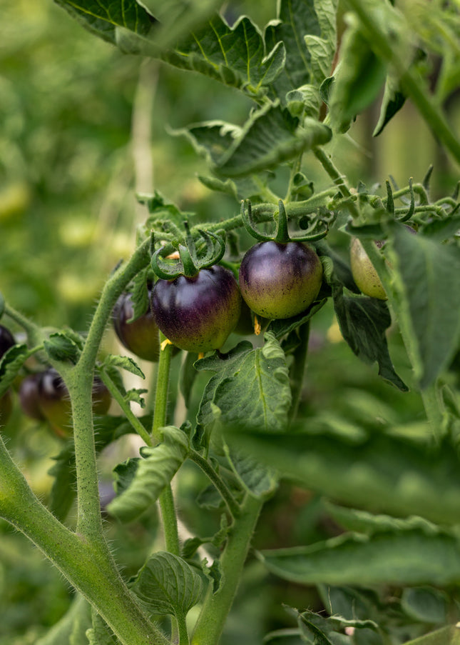Bosque Blue Bumblebee - Tomatensamen