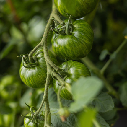 Green Zebra - Tomatensamen