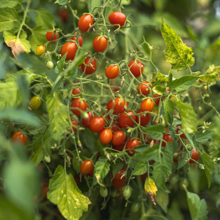 Johannisbeertomate - Tomatensamen