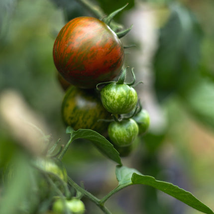 Black Zebra - Tomatensamen
