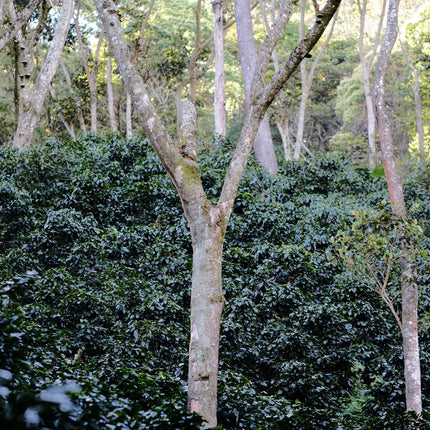 Espresso - Silvio Sánchez - Catuai Natural