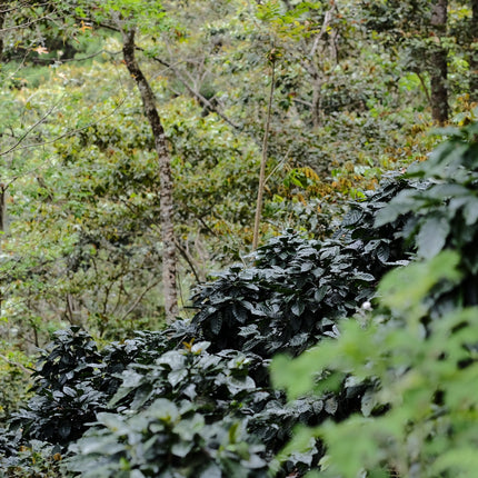 Espresso - Silvio Sánchez - Catuai Natural