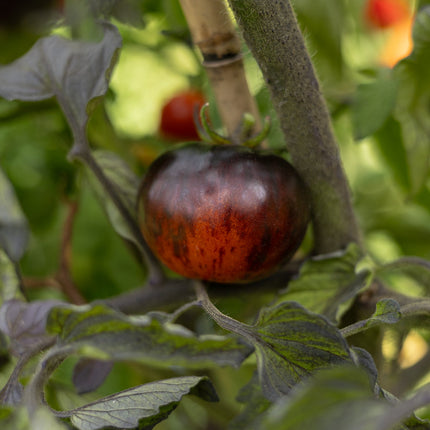 Königin der Nacht - Tomatensamen