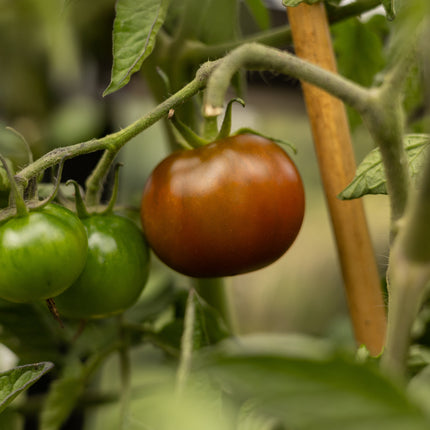 Kumato - Tomatensamen