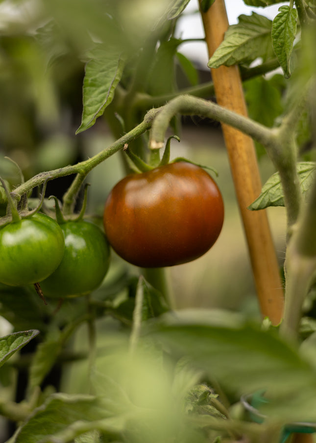 Kumato - Tomatensamen