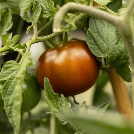 Kumato - Tomatensamen