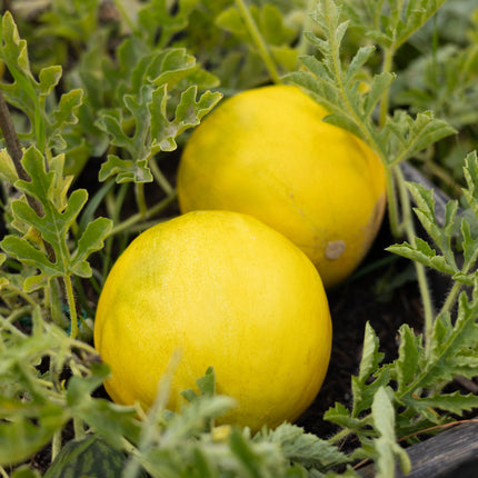 Limelon - Melonensamen