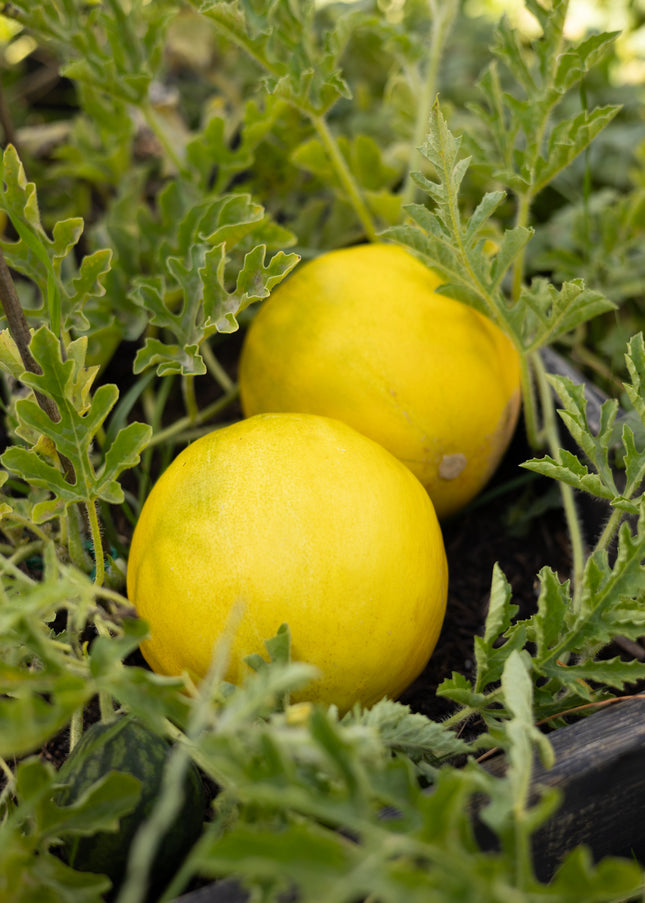 Limelon - Melonensamen