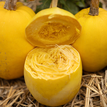 Spaghetti Kürbis - Kürbissamen