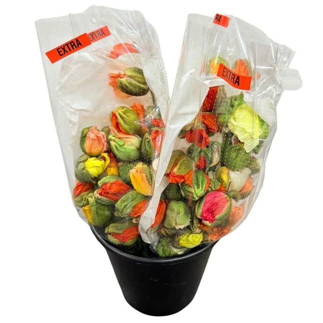 Mohn Blühend Papaver – Schnittmohn Knospenmix – 60cm Stiellänge – 150 Stiele für Floristik & Dekoration