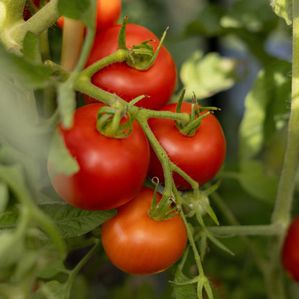 Money Maker - Tomatensamen - Historische Sorte
