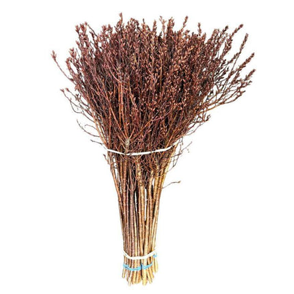 Myrica Gagel 55cm – Schnittgrün Bund mit 50 Stielen – Naturzweige für Floristik Dekoration & Trockenarrangements