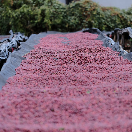 Espresso - Silvio Sánchez - Catuai Natural