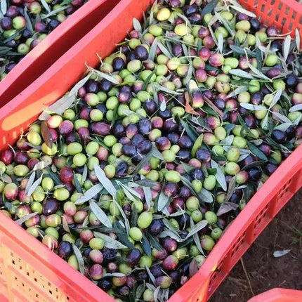 Premium Olivenöl Nativ Extra aus Kalabrien - Villa Annette - Garantiert Neue Ernte