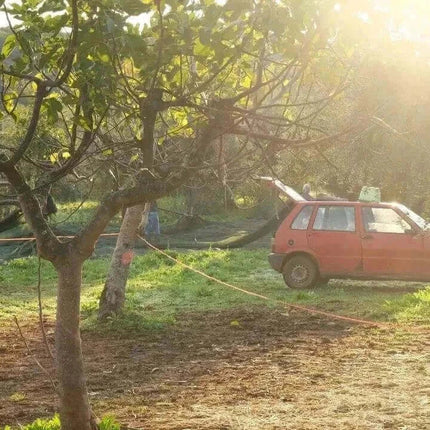 Premium Olivenöl Nativ Extra aus Kalabrien - Villa Annette - Garantiert Neue Ernte