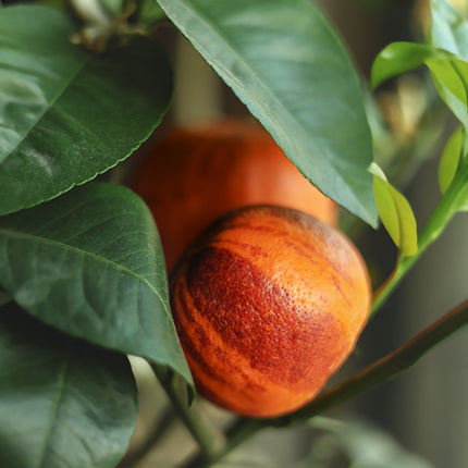 Regenbogen-Orange - Orangensamen