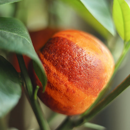 Regenbogen-Orange - Orangensamen