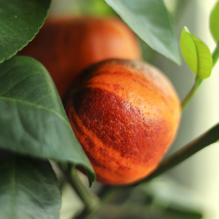 Regenbogen-Orange - Orangensamen