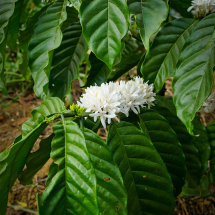 Drachenbohne | Espresso aus Vietnam