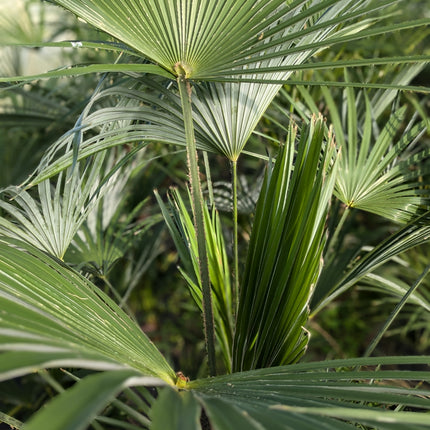 Trachycarpus Fortunei × Princeps - Hybride Hanfpalme