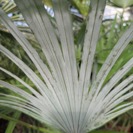 Trachycarpus Fortunei × Princeps - Hybride Hanfpalme